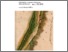 [thumbnail of Pesci_e_acque_all_ombra_della_Leonessa.pdf]