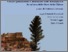 [thumbnail of La signoria rurale nel Lazio tardomedievale - Pollastri.pdf]