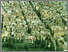 [thumbnail of CdV_Sortino.pdf]