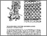 [thumbnail of serena_2242.pdf]