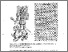 [thumbnail of serena_2305.pdf]